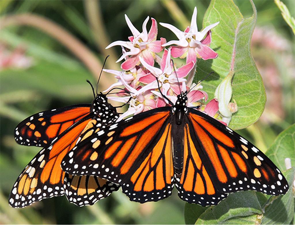 Where Have All The Butterflies Gone Monarch Butterflies All But Vanish In Idaho And The West Outdoors Bozemandailychronicle Com