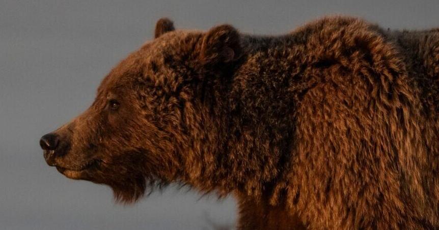 Interior Secretary Burgum, Governor Gianforte announce plan shifting grizzly management to states