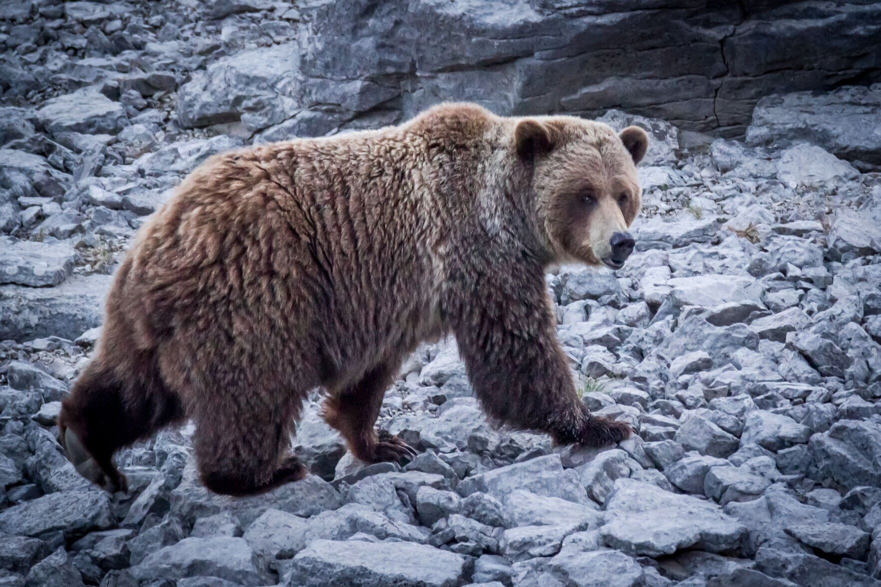 grizzly dsip FWP changes tone on bears with delisting on horizon 50%