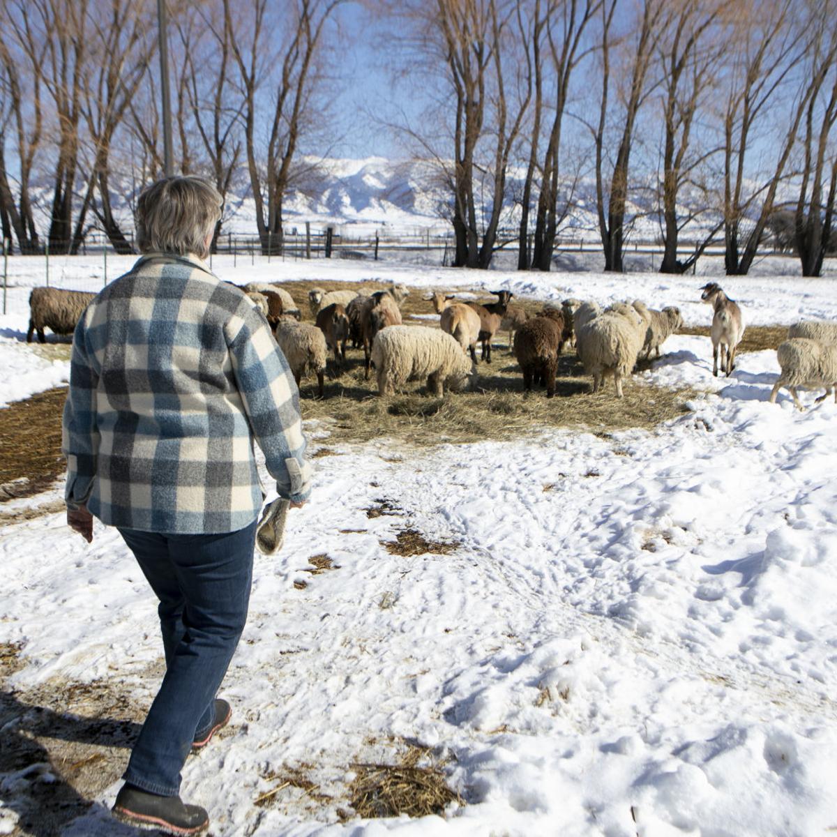 Buster S Hat Project Local Wool Mill Donating Proceeds From