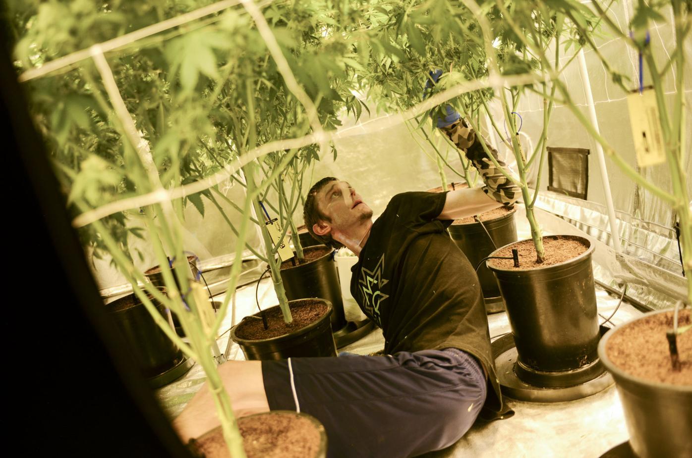 Euphoria Wellness and Soultonix, Recreational Marijuana