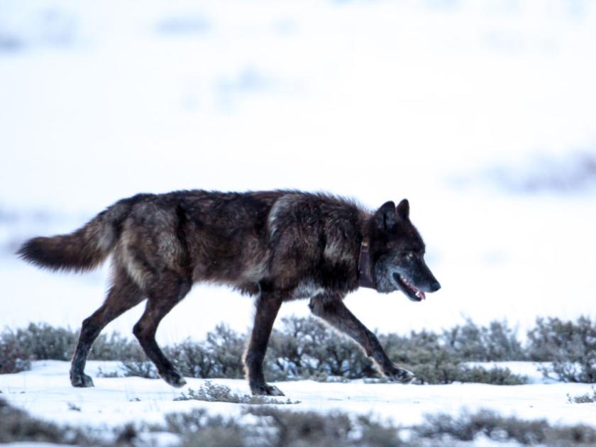 Gardiner man kills Yellowstone Park wolf | Wildlife ...
