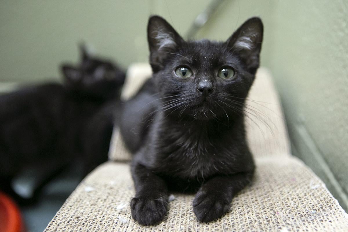 Heart Of The Valley Reaches Cat Capacity News
