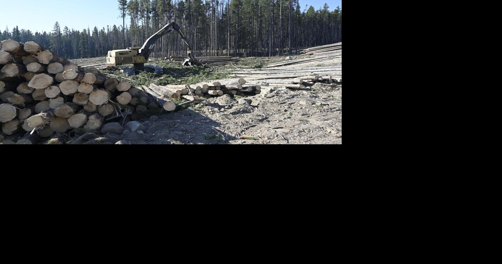 Can the Forest Service provide sustained timber supply? New tri-forest plan has fans, foes
