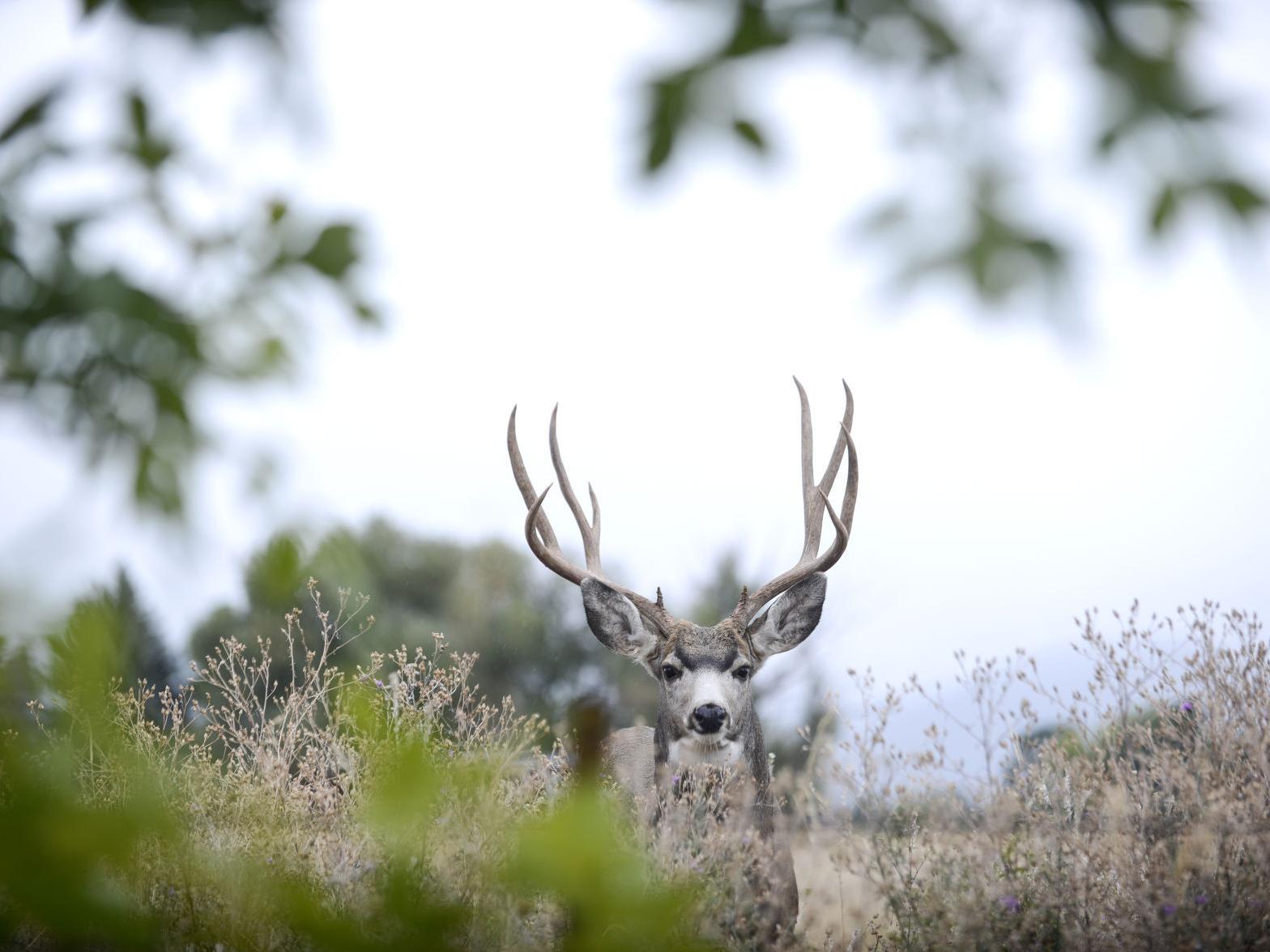 Montana officials approve extra deer hunt to slow CWD - Vimarsana News