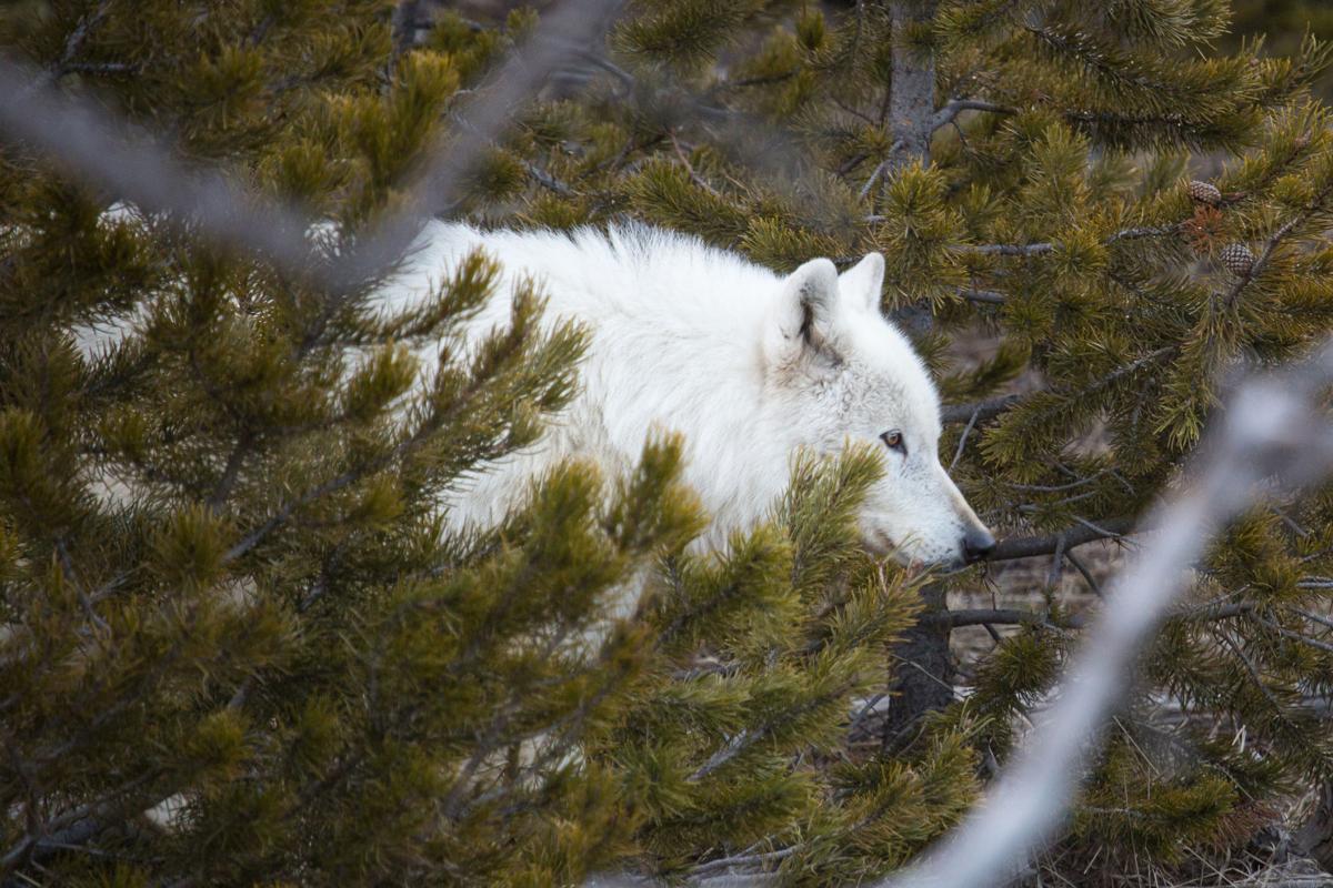Investigators still looking into wolf shooting in Yellowstone | Wildlife ...1200 x 800