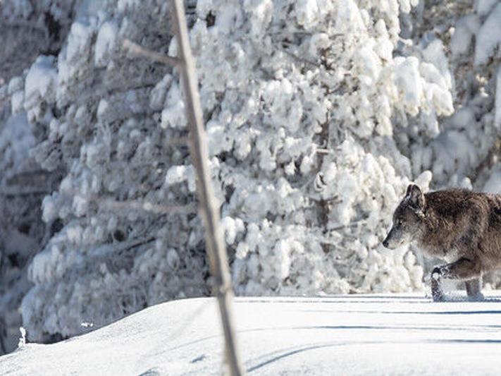 State shuts down wolf hunting and trapping in southwest Montana after  threshold is met | Environment | bozemandailychronicle.com