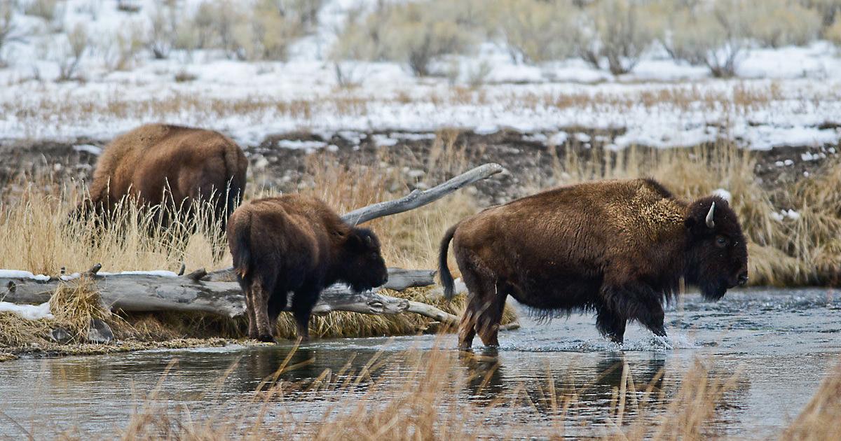 Two environmental studies could increase freedom for Yellowstone bison ...