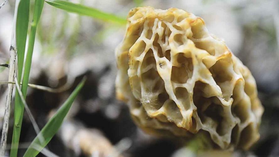 Morel Season Sports