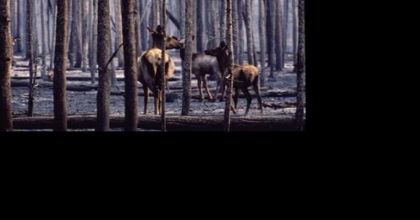 Red Lodge area elk herd grows following Robertson Draw fire | Environment - Vimarsana News