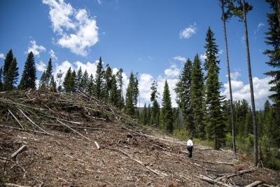 Yellowstone-logging-8.jpg