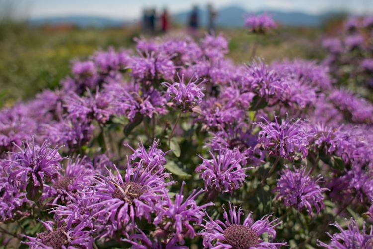 Greater Yellowstone Coordinating Committee