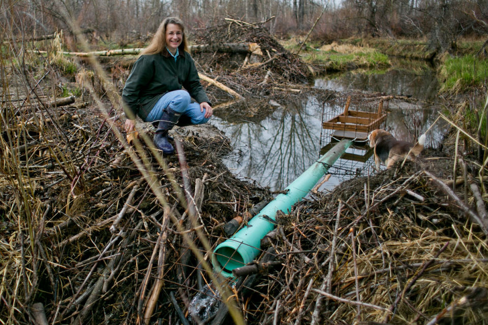 Dam pipes save beavers and ditches | Wildlife | bozemandailychronicle.com