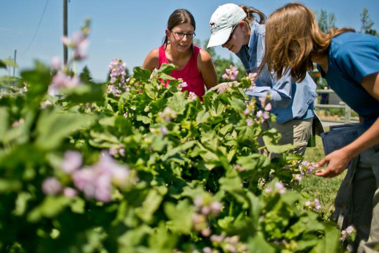 Greater yellowstone coordinating committee releases free xeriscaping