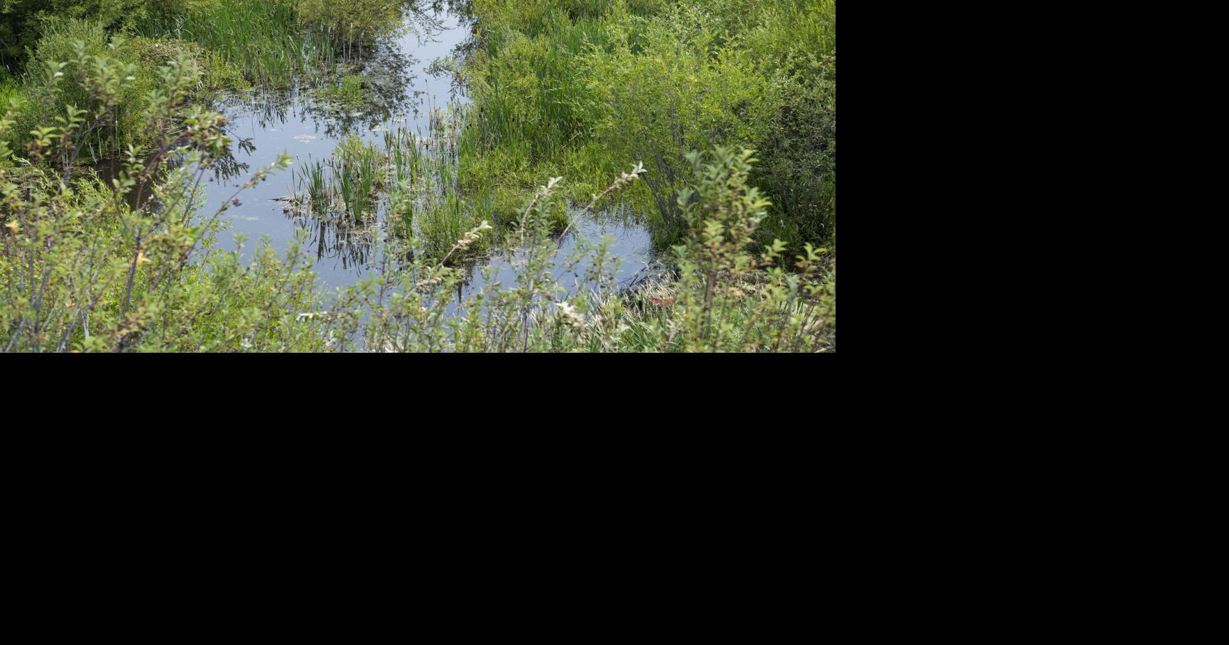 Emergent Vegetation - Kentucky Department of Fish & Wildlife