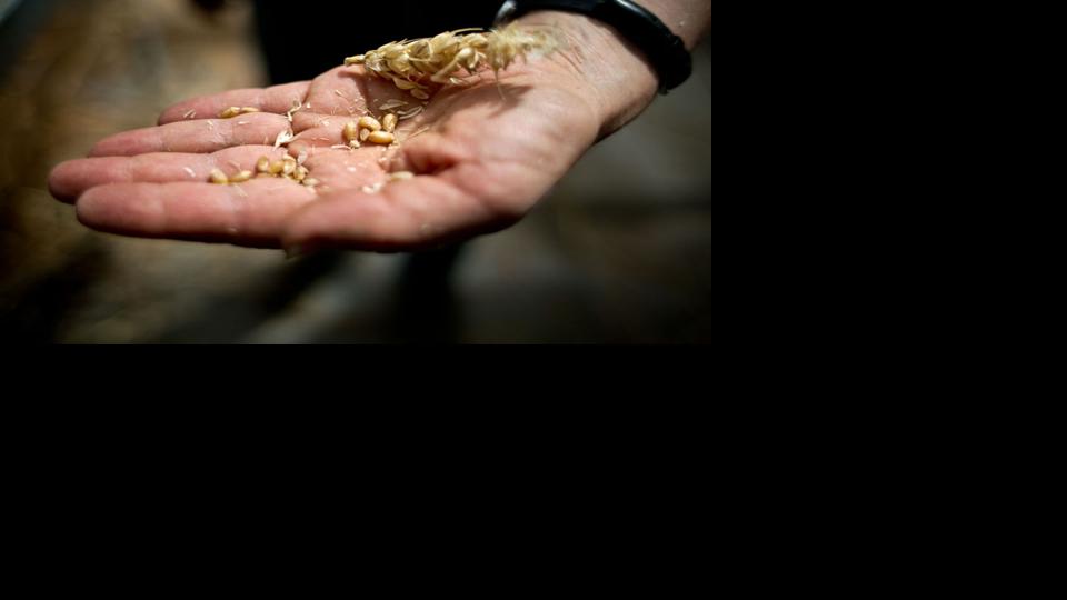 Montana wheat farmers react to Japanese import ban