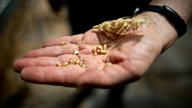 Montana wheat farmers react to Japanese import ban