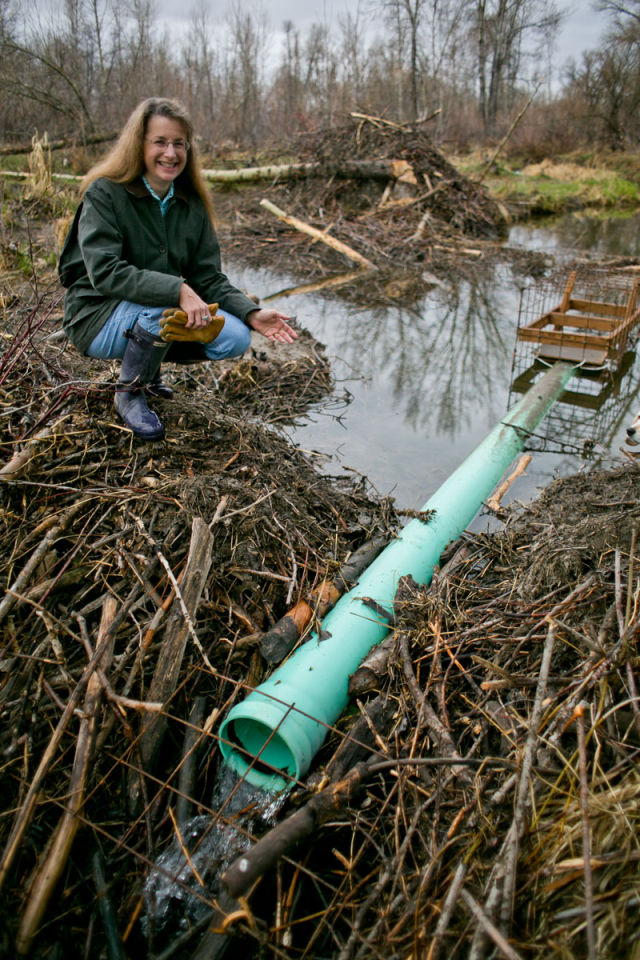 Dam pipes save beavers and ditches | Wildlife | bozemandailychronicle.com