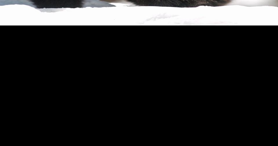 Study team records increase in natural deaths of grizzlies Wildlife