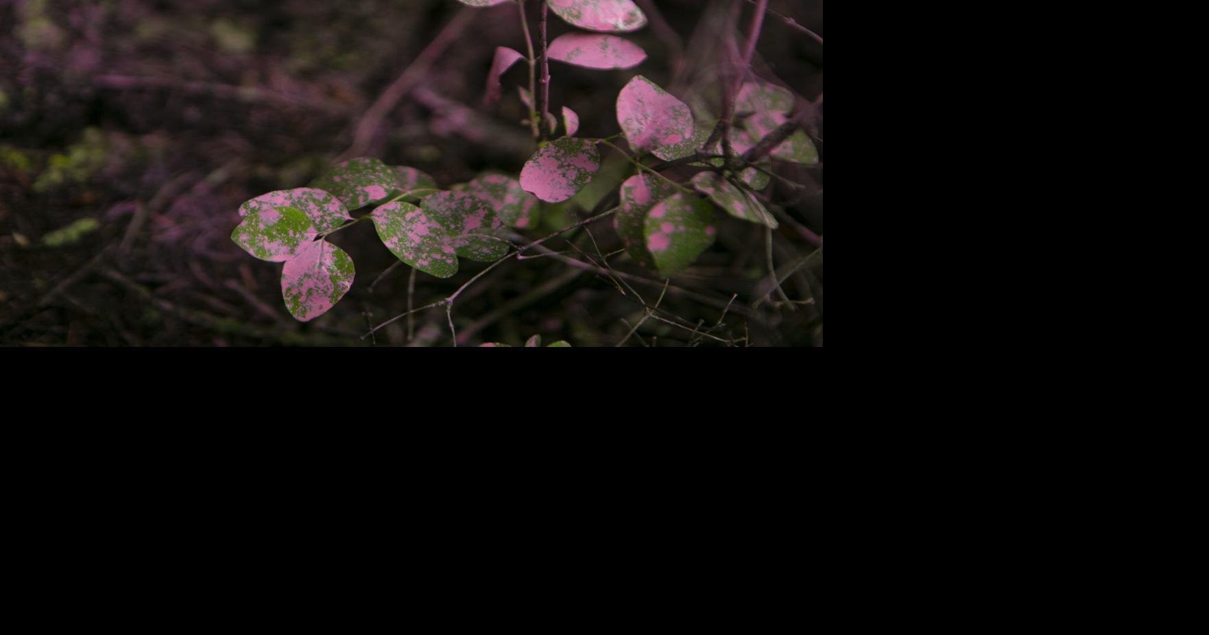 Bozeman Watershed Trees