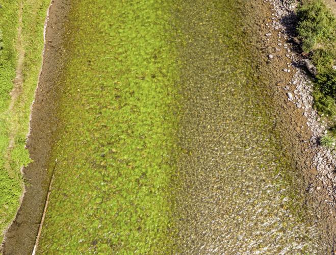 Algae Bloom, Gallatin River