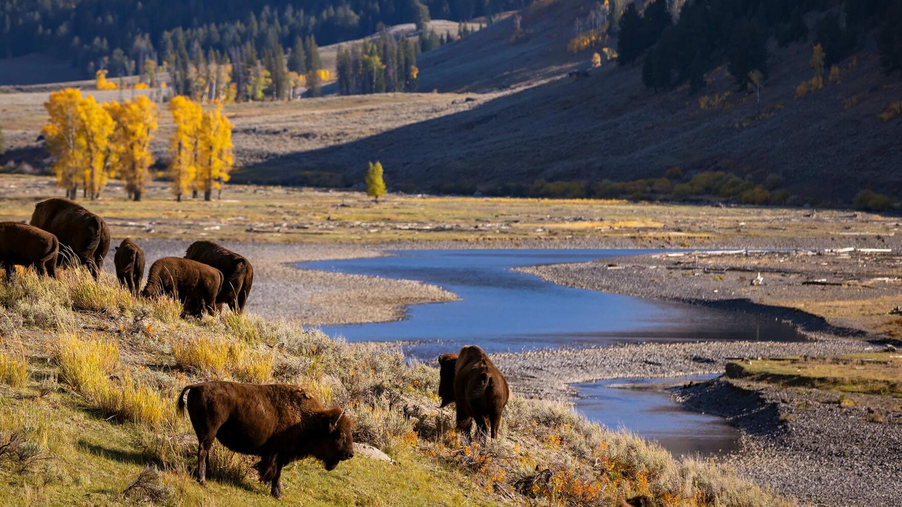Study Finds 10,000-Year Bison Genetic Continuity, Limited Cattle Hybrids