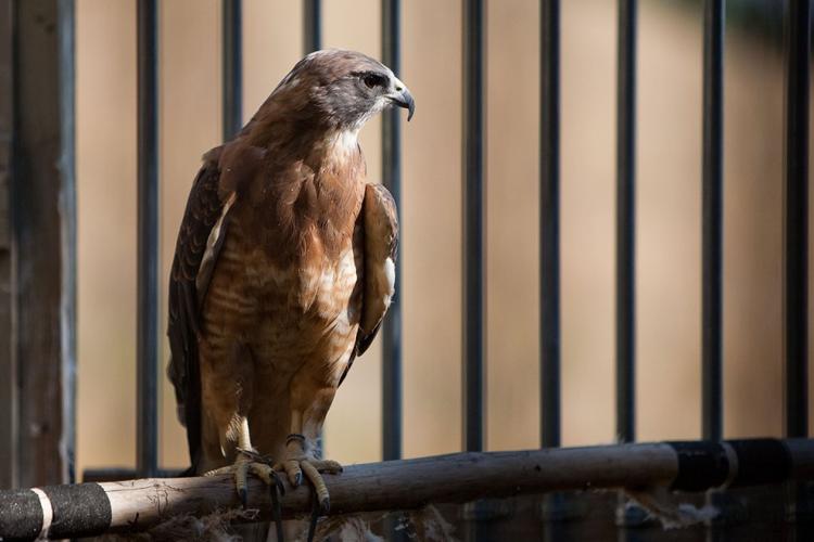 Open house to reveal raptor recovery | Wildlife | bozemandailychronicle.com