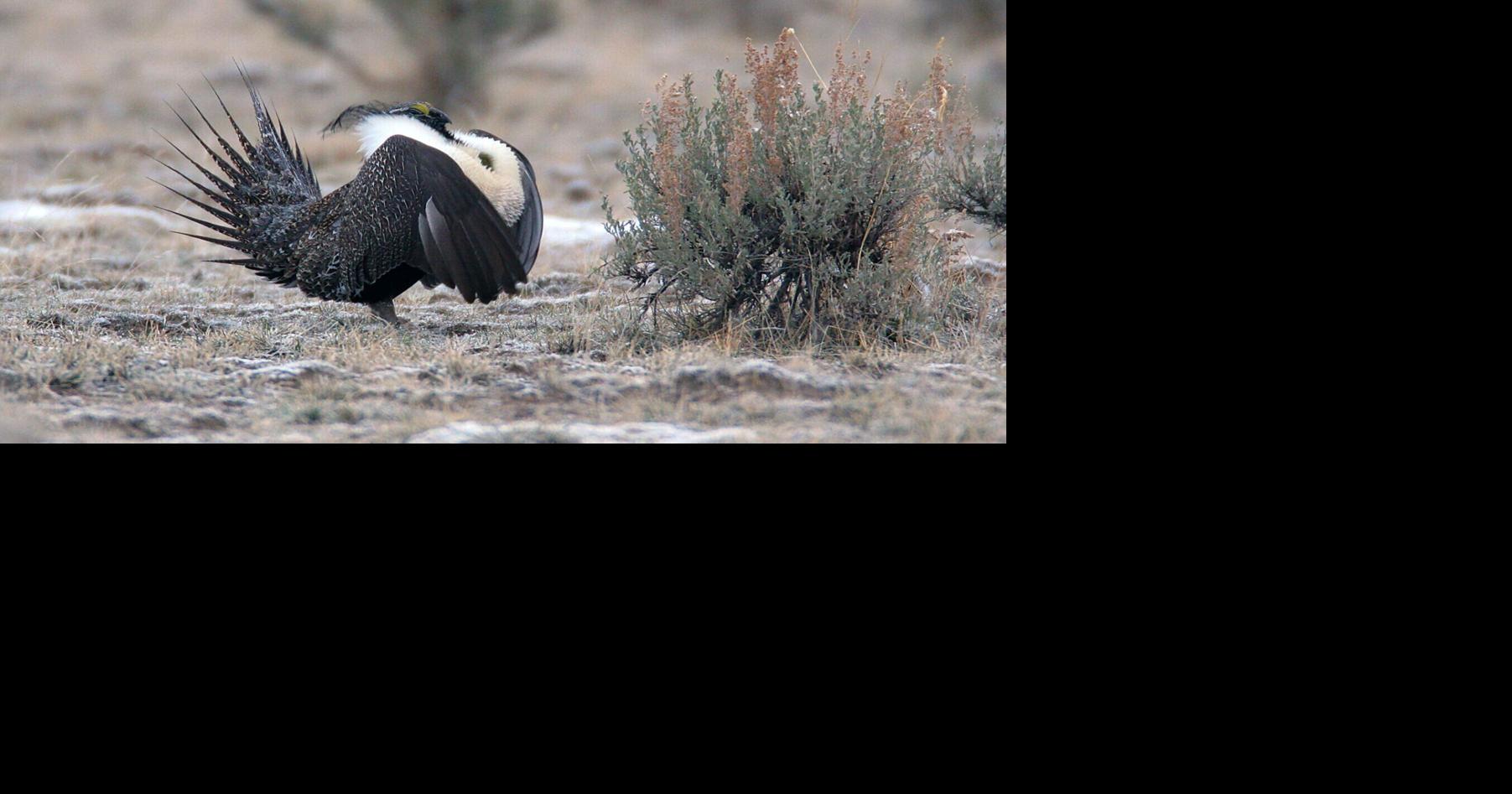 Lawsuit: BLM abandoned best-available science for Montana, Wyoming sage grouse