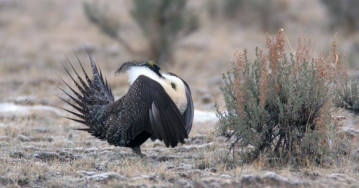 Lawsuit: BLM abandoned best-available science for Montana, Wyoming sage grouse