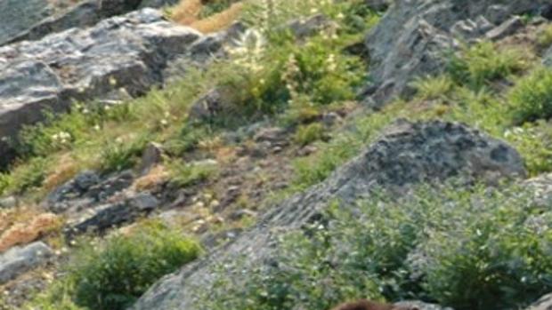 Scientists learn about elusive wolverines in greater ...