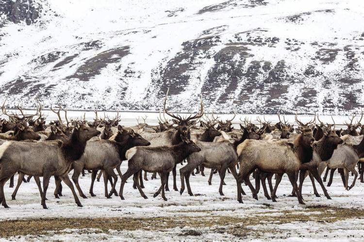 The great migration: Thousands of wapiti are ready to leave the