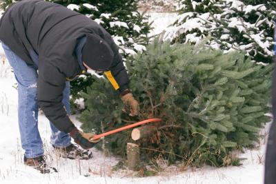 Christmas tree permits available at forest offices, stores