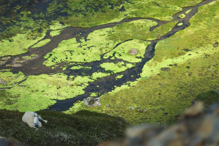 Alaska adventure: big rewards on Juneau ridge hike | Hiking ...