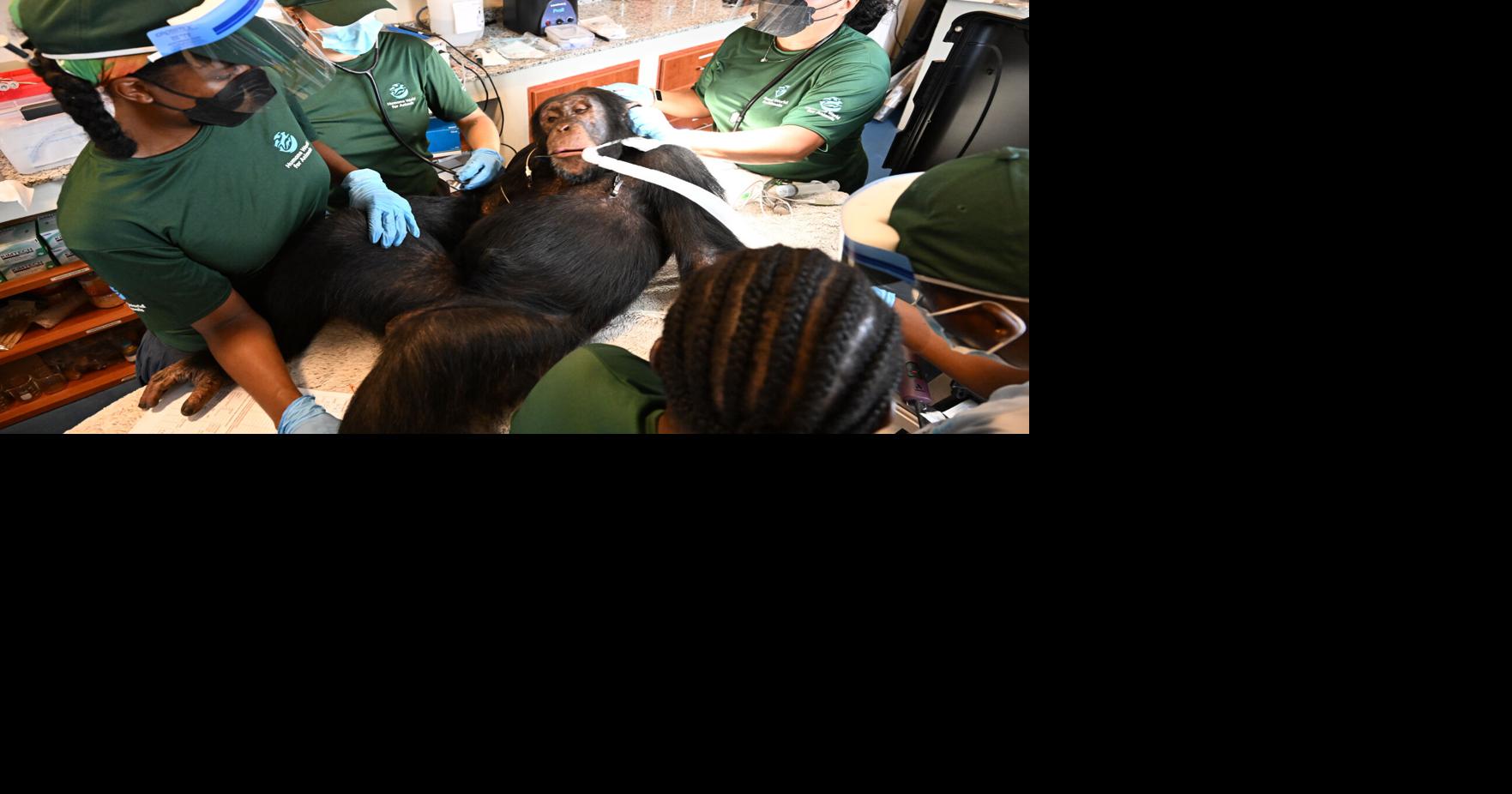 Chimpanzees once used for vaccine research get health checks as part of long-term care