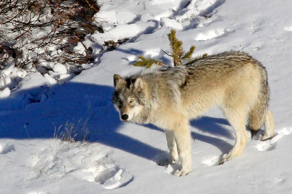 Yellowstone Wolves 002