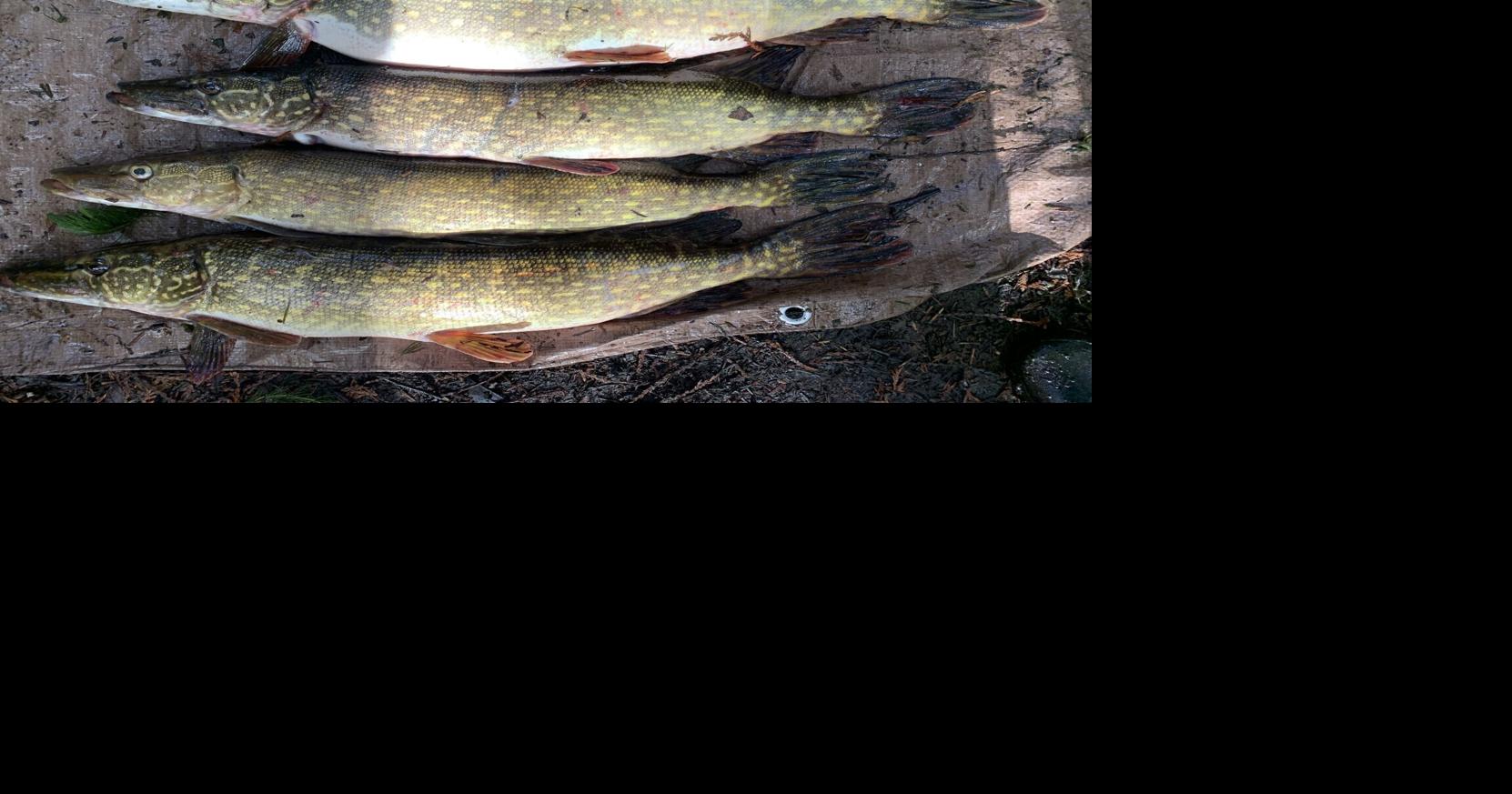 Invasive fish found in Three Forks, Livingston ponds, FWP confirms