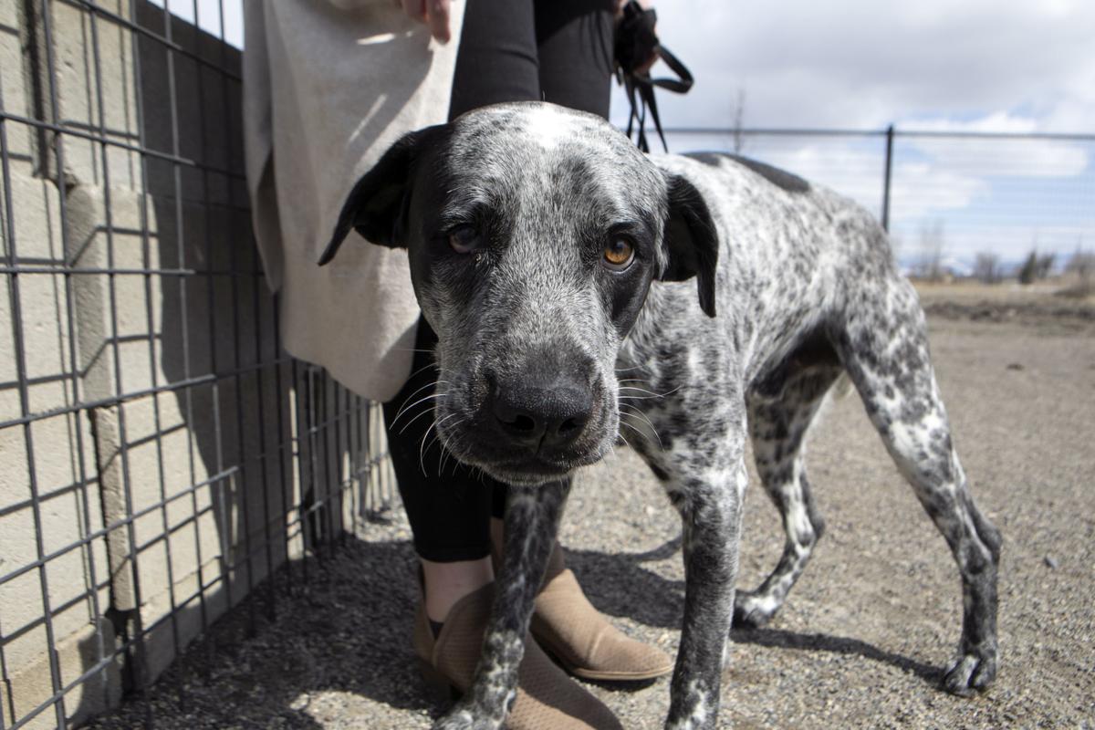 Bozeman Livingston Animal Shelters Find Creative Ways To Raise Money Coronavirus Bozemandailychronicle Com
