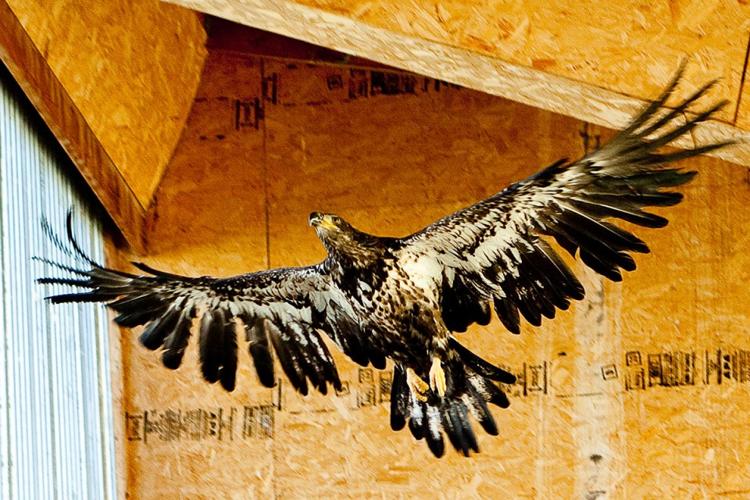 Open house to reveal raptor recovery | Wildlife | bozemandailychronicle.com