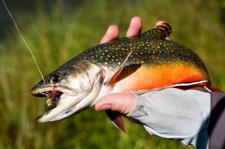 Yellowstone cutthroat trout preservation project underway