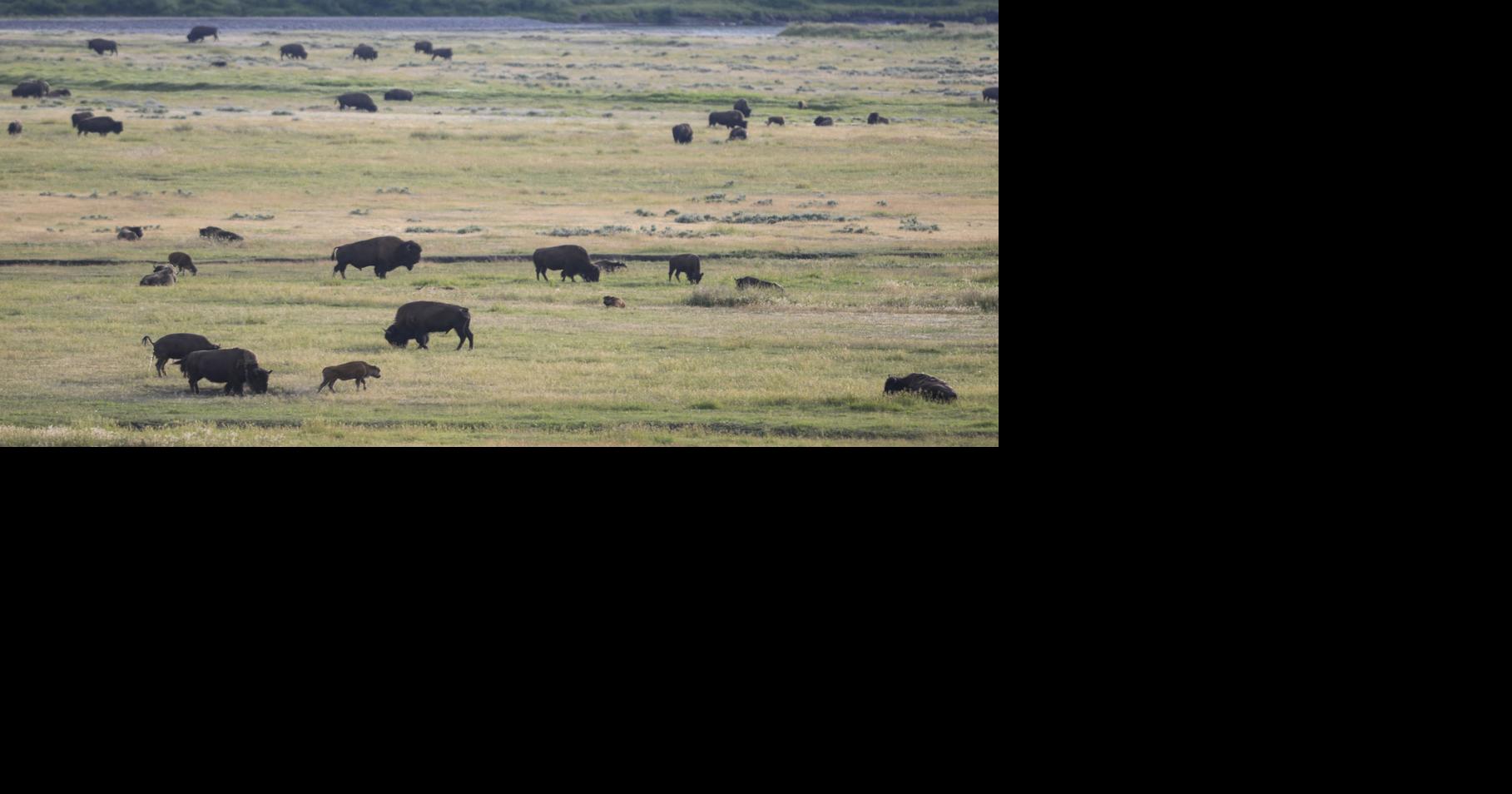 Yellowstone has new magic number for bison | Environment ...