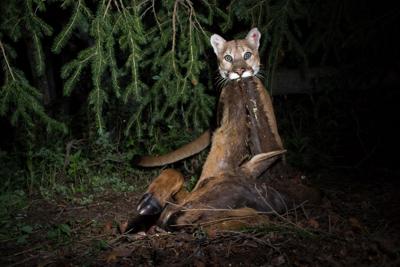 Study near Yellowstone finds 'gardening' cougars help feed their prey