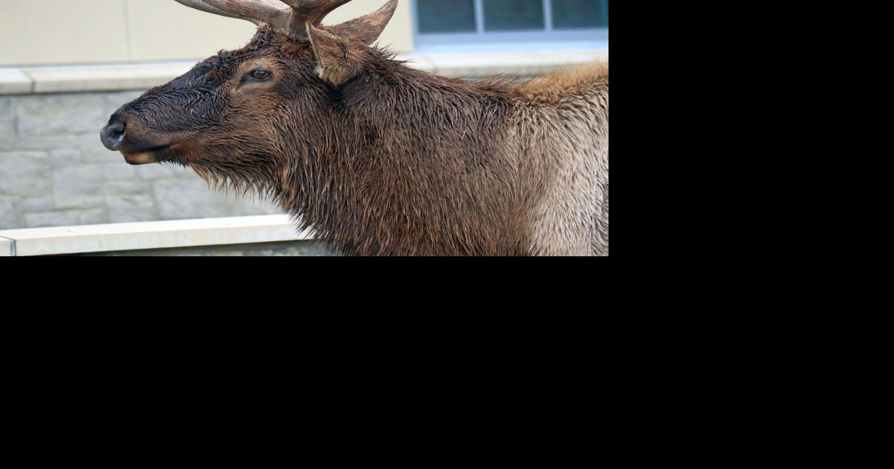 Montana elk population is high. Why are they so hard to hunt?