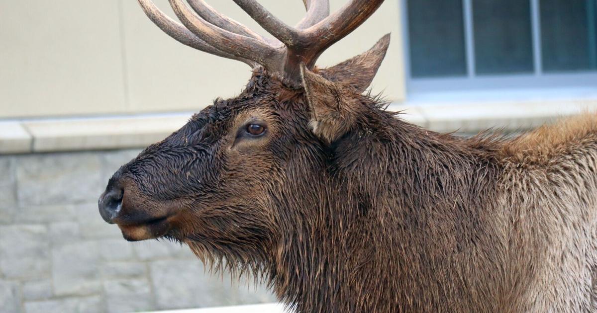 Montana elk population is high. Why are they so hard to hunt?