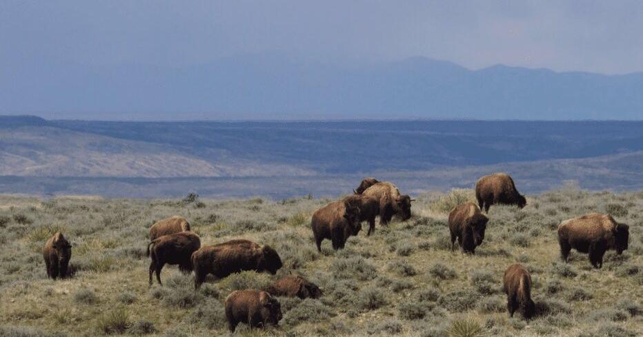 Conservationists appeal Trump admin’s plan to evict bison from Montana public land: American Prairie and Western Watersheds Project say the changes amount to illegal rule-making