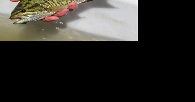 Smallmouth bass caught in Bitterroot River | Environment | bozemandailychronicle.com - Vimarsana News