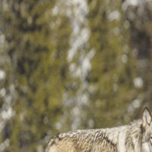 Senate Committee Hears Bill Banning Wolf Hunting Trapping Near