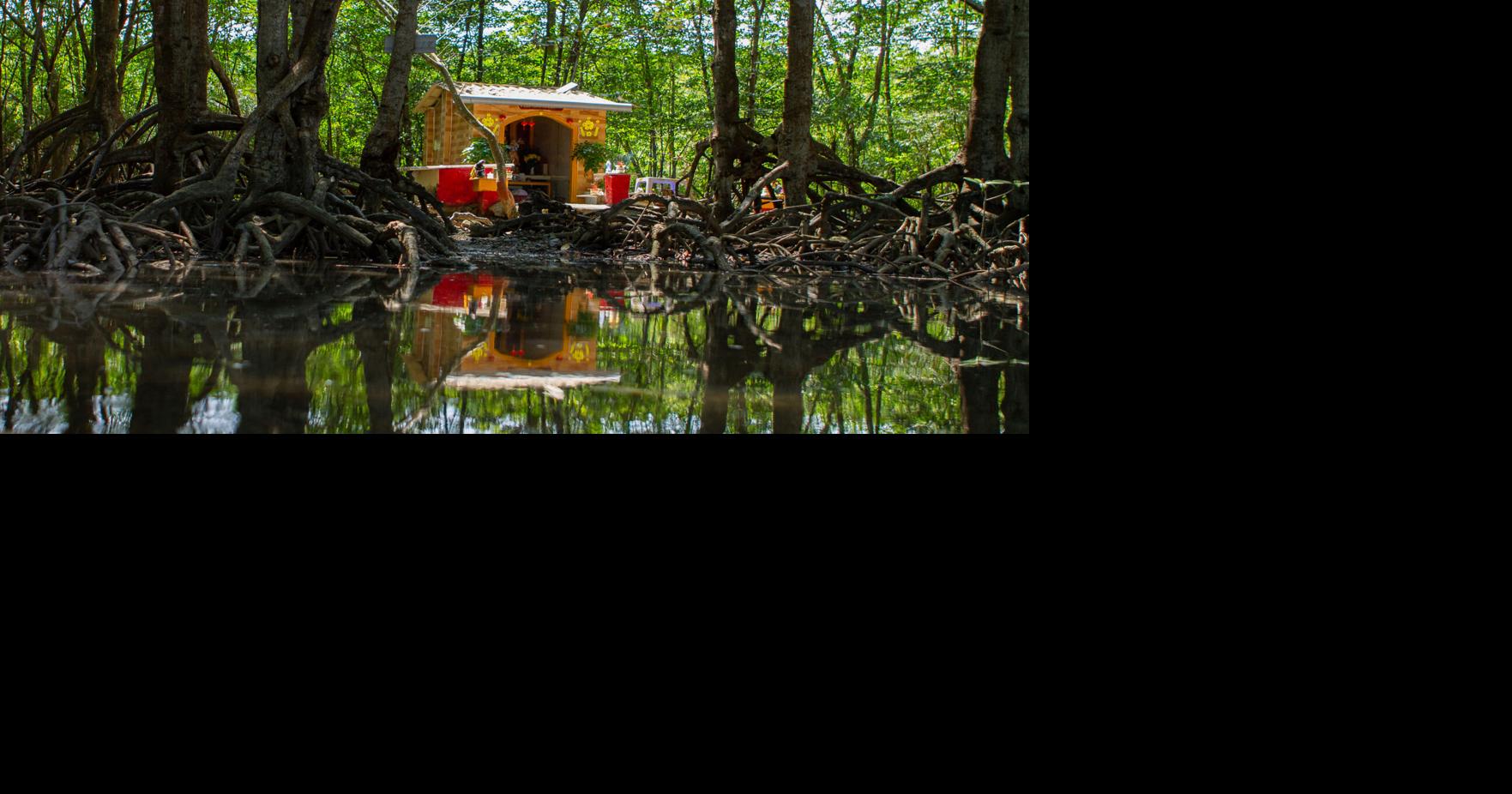 Coastal construction projects threaten the mangrove forest that ...
