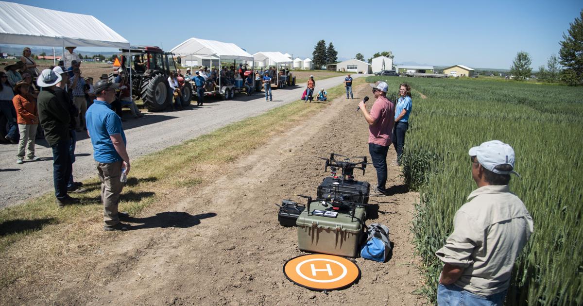 Montana State agriculture field day highlights research to help farmers