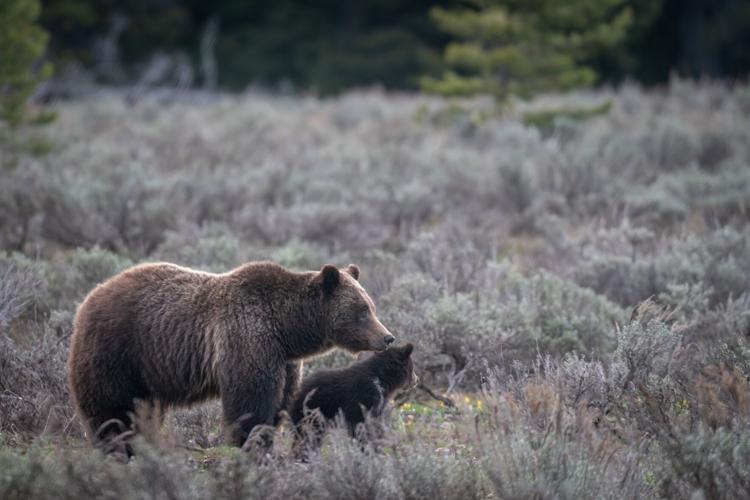 Grizzly Bear Capri Leggings All Over Print Brown Bear Fur Sports