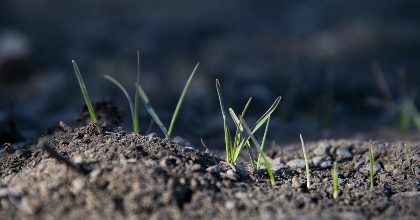 'Planting hope': Tinworks wheatfield and speaker series inspiring local connection to food - Vimarsana News